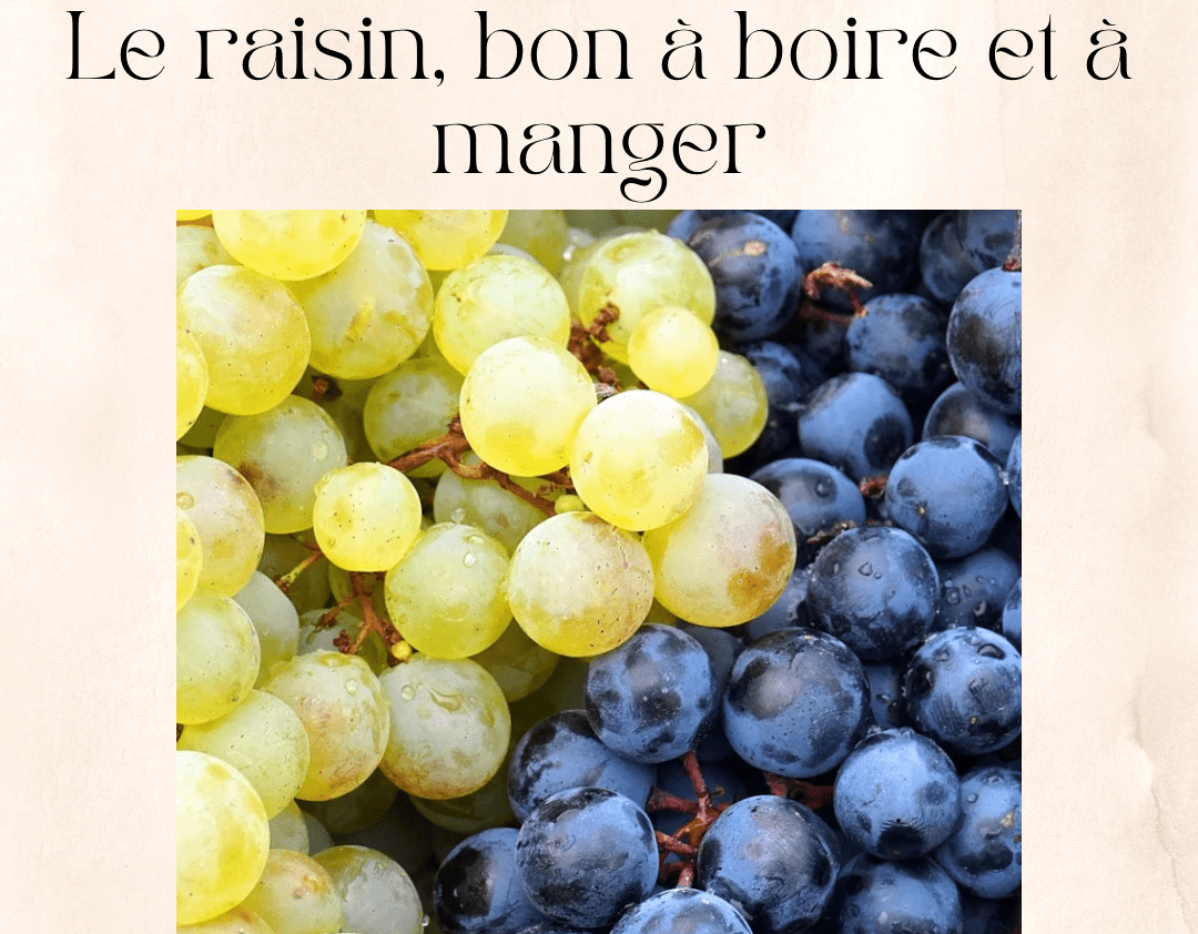 article sur le raisin 